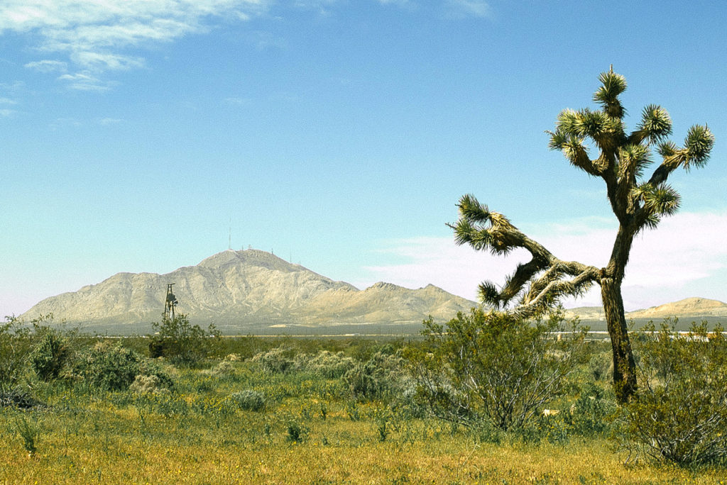 Method Of Murder Lonely tree Nevada Desert_indieactivity