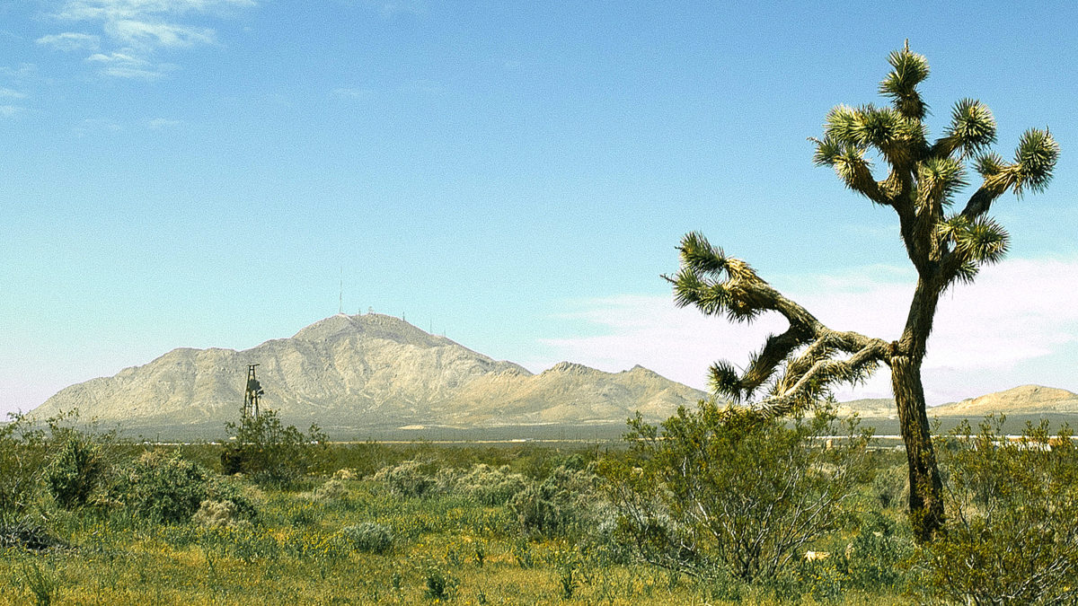 cropped-Method-Of-Murder-Lonely-tree-Nevada-Desert.webp