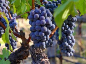 Vision Films Uncorks Award-Winning Documentary ‘A Perfect Vintage’ For  VOD/DVD