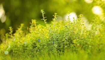 Weed on screen: why brands are turning to independent film